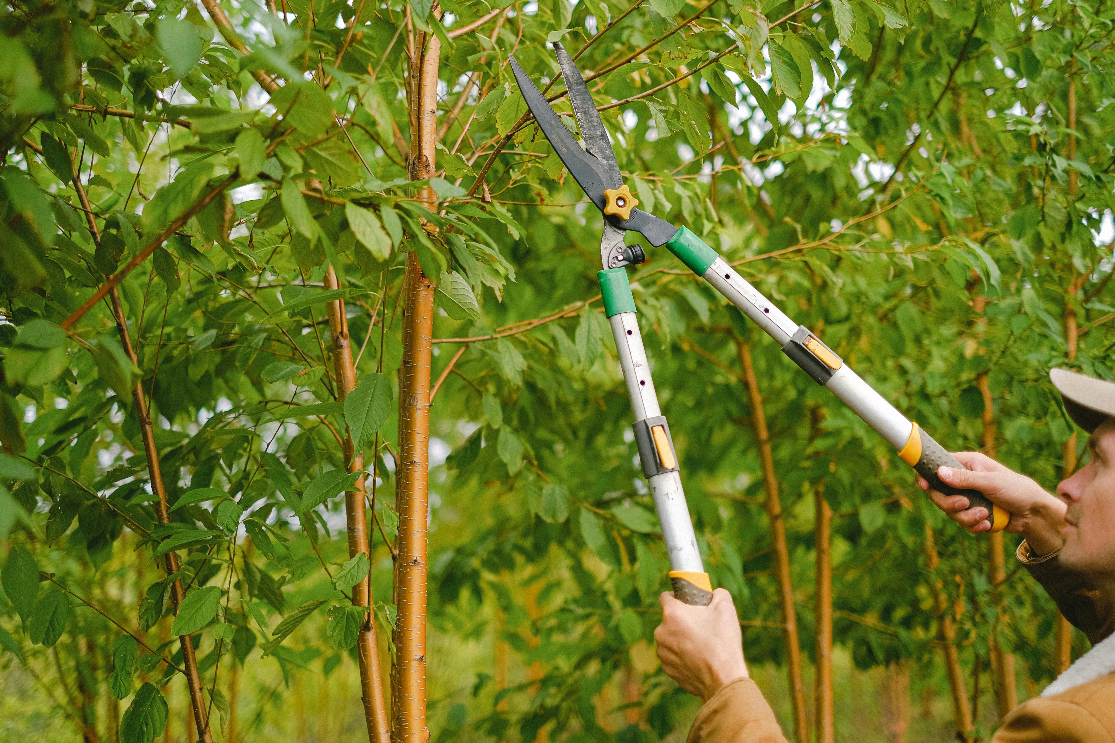 A person using hedge clippers to trim branches in a lush garden.