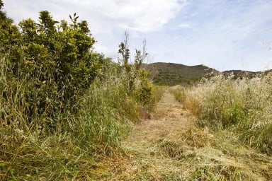 Overgrown path through tall grass and shrubs