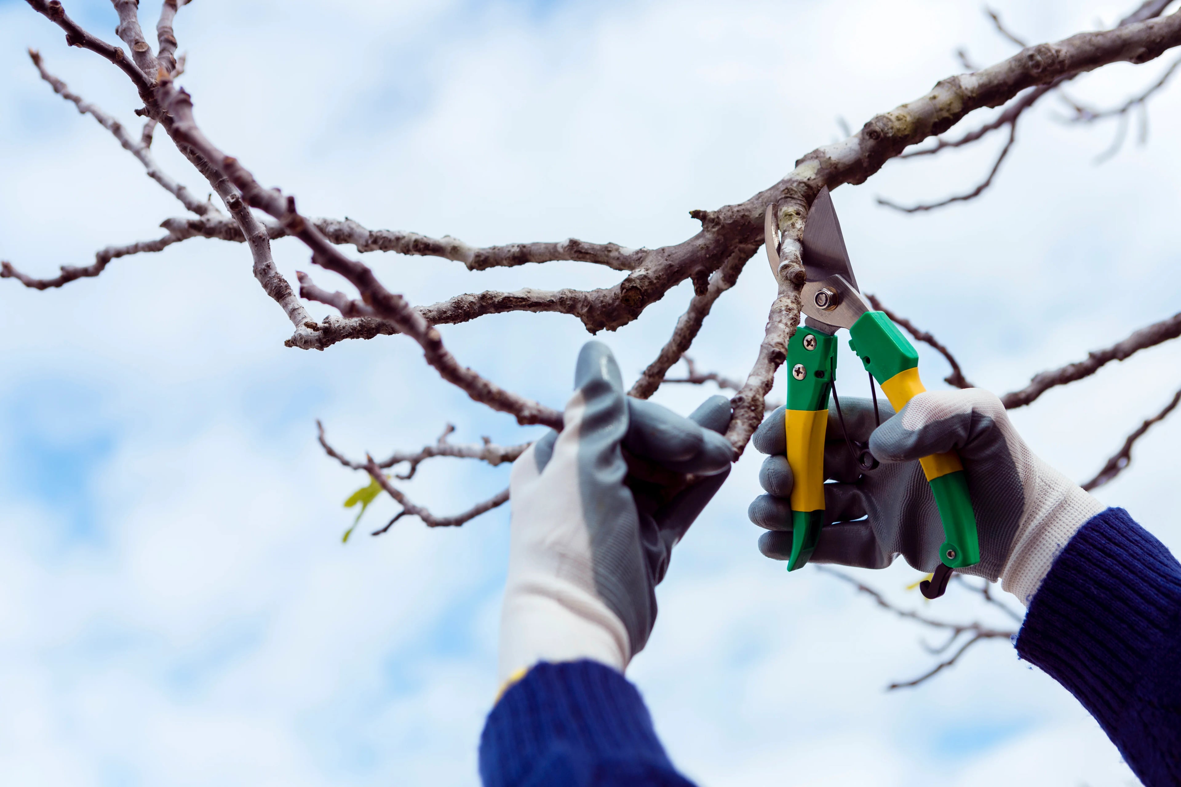 Contact Jenkins Tree Care for Tree Service in Shiloh, Asheville, NC