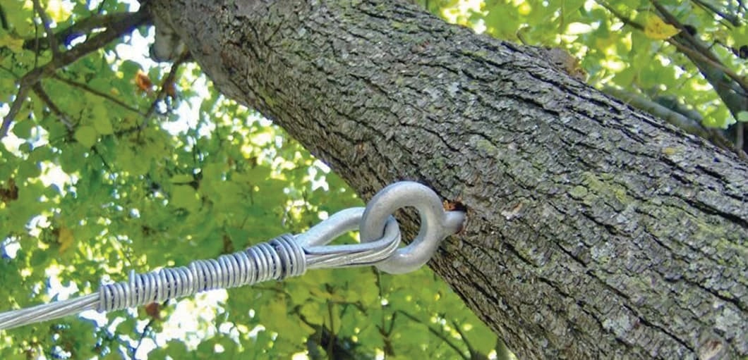 Close-up of a metal fastener attached to a tree.