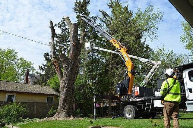 Tree Service in South Asheville, NC - Jenkins Tree Care