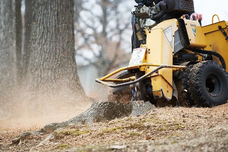 Tree Service in Biltmore Village, Asheville, NC - Jenkins Tree Care